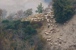 flock of sheep, Crete Senesi, near Asciano, Tuscany, Italy, Europe