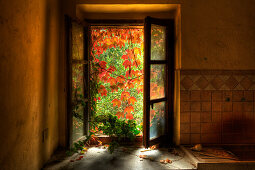 window, abandoned cottage, vine leaves, autumn, lost place, near San Gimignano, province of Siena, autumn, Tuscany, Italy, Europe