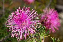 Rose Coneflower (Isopogon crithmifolius) in the Dryandra Woodland near Narrogin in Western Australia