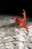 Weihnachtsinsel-Krabbe legt Eier im Meer ab, Gecarcoidea natalis, Weihnachstinsel, Australien