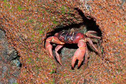 Juvenile Krabben wandern an Land, Gecarcoidea natalis, Weihnachstinsel, Australien