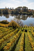 Vineyard near Schloss Johannisburg Palace along Main river in autumn, Aschaffenburg, Spessart-Mainland, Bavaria, Germany