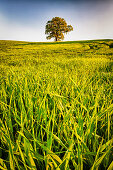 tree, Rastorf, Schwentinental, Schleswig Holstein, Germany