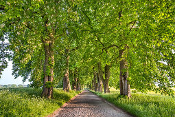 Chestnut alley, Lancken-Granitz, Ruegen Island, Mecklenburg-Western Pomerania, Germany