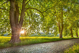 Chestnut alley, Lancken-Granitz, Ruegen Island, Mecklenburg-Western Pomerania, Germany