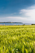 Reddevitzer Höft, Mönchgut, Rügen, Mecklenburg-Vorpommern, Deutschland