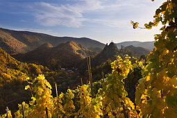 Blick aus den Weinbergen zur Burg Are, Altenahr, Ahrsteig, Rotweinwanderweg, Ahr, Rheinland-Pfalz, Deutschland