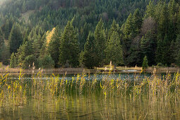 Reeds at Luttensee, near Mittenwald, Werdenfelser Land, Bavaria, Germany