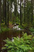 Oberlauf des Flüsschens Weisser Regen, entspringt am Kleinen Arbersee, Bayrischer Wald, Bayern, Deutschland