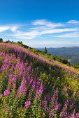 Weidenröschen (Epilobium), Blick vom Großen Arber, Bayrischer Wald, Bayern, Deutschland