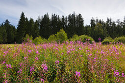 Willow herb (epilobium), near Neuschoenau, Bavarian Forest, Bavaria, Germany