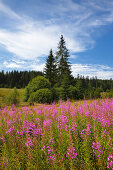 Weidenröschen (Epilobium), bei Neuschönau, Bayrischer Wald, Bayern, Deutschland