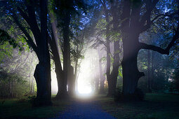 Lime alley at Karoli-Kapelle, near Waldkirchen, Bavarian Forest, Bavaria, Germany