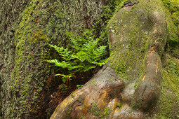 Fern at the roots of a maple, hiking path to Grosser Falkenstein, Bavarian Forest, Bavaria, Germany