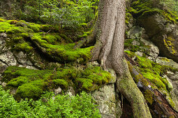 Wurzelwerk einer Fichte, Wanderweg zum Großen Falkenstein, Bayrischer Wald, Bayern, Deutschland