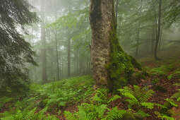 Forest in mist at the hiking path to Grosser Falkenstein, Bavarian Forest, Bavaria, Germany