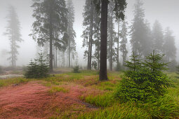 Common bent (agrostis capillaris) on the meadows of Ruckowitzschachten, forest in mist at the hiking path to Großer Falkenstein, Bavarian Forest, Bavaria, Germany