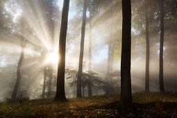 Morning mist in the woods at Laacher Kopf, near Maria Laach, Eifel, Rhineland-Palatinate, Germany