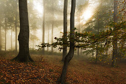 Morning mist in the woods at Laacher Kopf, near Maria Laach, Eifel, Rhineland-Palatinate, Germany