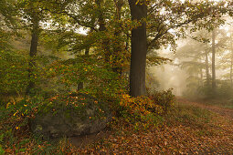 Morning mist in the woods at Laacher Kopf, near Maria Laach, Eifel, Rhineland-Palatinate, Germany