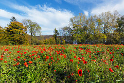 Meadow with poppies at Laacher See, near Maria Laach, Eifel, Rhineland-Palatinate, Germany