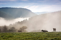 Cattle grazing in morning mist, near Lind, Eifel, Rhineland-Palatinate, Germany
