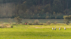 Kraniche und Wild, Rehe, Vogelbeobachtung, Zugvögel, Vögel des Glücks, Brandenburger Land, Wanderer, Radfahrer, Ackerfläche, Linum, Linumer Bruch, Brandenburg, Deutschland