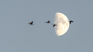 Fliegende Kraniche vor dem Mond, Sonnenuntergang, Kranichfamilie, Vögel des Glücks, Vogelzug, Flugstudie, Vogel-Silhouetten, Vogelbeobachtung, Kranichbeobachtung, Linum, Linumer Bruch, Brandenburg, Deutschland