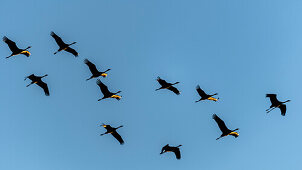 Flying cranes in the evening sun, sunset, crane family, birds of luck, bird migration, bird silhouette, flight study, bird watching, crane watching, Linum, Linumer Bruch, Brandenburg, Germany