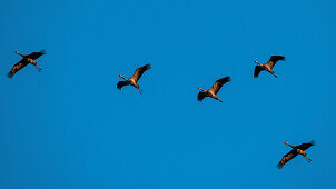 Flying cranes in the evening sun, sunset, crane family, birds of luck, bird migration, bird silhouette, flight study, bird watching, crane watching, Linum, Linumer Bruch, Brandenburg, Germany