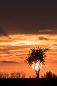 Sunset in front of tree silhouette, apple trees, red sky, autumn sky, cloud formation, Linum, Linumer Bruch, Brandenburg, Germany