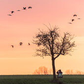 Vogelbeobachtung, Touristen, Zugvögel Observation, Graugänse und Kraniche, Vogelbeobachtung bei Sonnenuntergang, Massenstart, Herbst, Linum, Linumer Bruch, Brandenburg, Deutschland