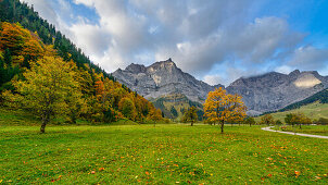 maple tree in autumn in front of the Karwendel mountains, region Ahornboden, Tirol, Austria