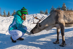 Rentiere füttern in Pyhä, Pyhä-Luosto National Park, finnisch Lappland