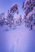 Fussspuren im Schnee, Pyhä-Luosto National Park, finnisch Lappland