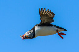 Puffin in flight, Latrabjarg, Westfjords, Iceland