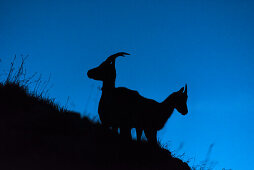 Morgengrauen, Bergwelt, Berglandschaft, Steinbock Scherenschnitt, Steinbock Silhouette, Steinböcke, Alpen, Allgäu, Bayern, Oberallgäu, Deutschland