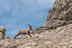 Bergpanorama, Allgäu, Felslandschaft, Felswand, Geröll, Gipfel, Wanderer, Steinböcke, Steinbock, Steinbockfamilie, Kemptner Hütte, Fernwanderweg, Berglandschaft, Gipfel, Wanderurlaub, Natur, Hüttentour, Gipfel, Wanderwege, Oberallgäu, Alpen, Bayern, Obers