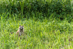 Spreewald Biosphere Reserve, Brandenburg, Germany, recreational area, wilderness, raccoon in the grass