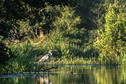 Spreewald Biosphere Reserve, Germany, Kayaking, Recreation Area, River Landscape, Wilderness, Egrets, Gray Heron along the river