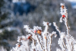 Germany, Bavaria, Alps, Oberallgaeu, Oberstdorf, Winter Landscape, Winter Holidays, Winter Hiking Trail, Rosehip covered in snow, Ice, Frost, Ice Crystals