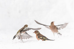 Germany, Bavaria, Alps, Oberallgaeu, Oberstdorf, Mountain finch in the snow, songbirds, bird, finches,  winter feeding