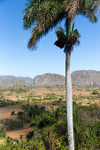 Mogotes and tobacco fields in Vinales, climbing region, lonliness, beautiful nature, family travel to Cuba, parental leave, holiday, time-out, adventure, National Park Vinales, Vinales, Pinar del Rio, Cuba, Caribbean island