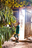 Boy looking at tobacco leaves hung up to dry, best tobacco region in the world, cigars, fields in Vinales, beautiful nature, family travel to Cuba, parental leave, holiday, time-out, adventure, National Park Vinales, Vinales, Pinar del Rio, Cuba, Caribbea