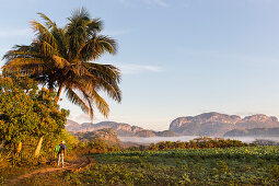 Mogotes and tobacco fields in Vinales, climbing region, lonliness, countryside, beautiful nature, family travel to Cuba, parental leave, holiday, time-out, adventure, National Park Vinales, Vinales, Pinar del Rio, Cuba, Caribbean island
