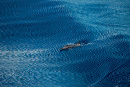 A dolphin just breaks the surface to breathe, South China Sea, near Indonesia, Asia