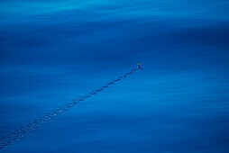 A flying fish glides over deep-blue waters, leaving repeating 'S' forms in the calm surface, between Indonesia and Borneo, South China Sea, near Indonesia, Asia