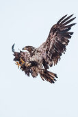 A young bald eagle (Haliaeetus leucocephalus) puts its talons forward to land, Unalaska Island, Alaska, USA, North America