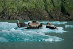 A group of harbor seals (Phoca vitulina) rest on an ice floe near Sawywer Glacier, Tracy Arm, Stephens Passage, Tongass National Forest, Tracy Arm-Fords Terror Wilderness, Alasksa, USA, North America