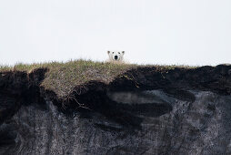 Ein Eisbär (Ursus maritimus) schaut von einer erodierten Felswand herab, Flaxman Island, North Slope Borough, Alaska, USA, Nordamerika